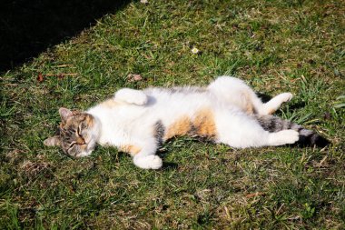 Yatakta uyumak için ideal bir pozisyon. Ağacın altında bir hayvan yatağı. Felis catus domesticus çimlerin üzerinde kestiriyor. Kedi uzuvlarını esnetiyor ve sabah yogası yapıyor. Czech bahçesinde kedi yavrusu.