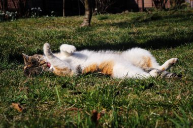 Yeşil gözlü kedi sırt üstü uzanıyor ve pençesiyle kürkünü temizliyor. Her gün temizlik. Hayvan banyosu. Felis catus domesticus öğle yemeğinden sonra ağacın altındaki çimlerde dinleniyor..