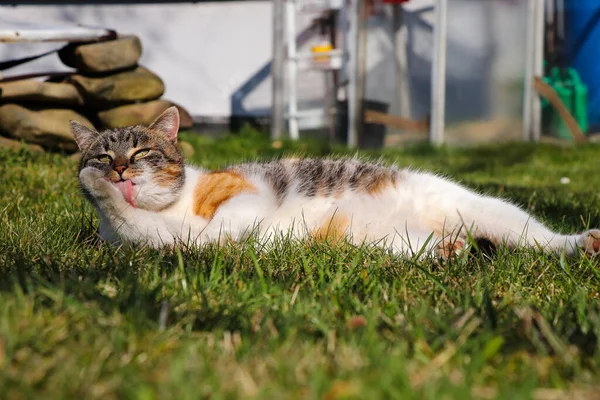 Кіт Відпочиває Саду Чистить Своє Хутро Язиком Лапою Щоденний Душ — стокове фото