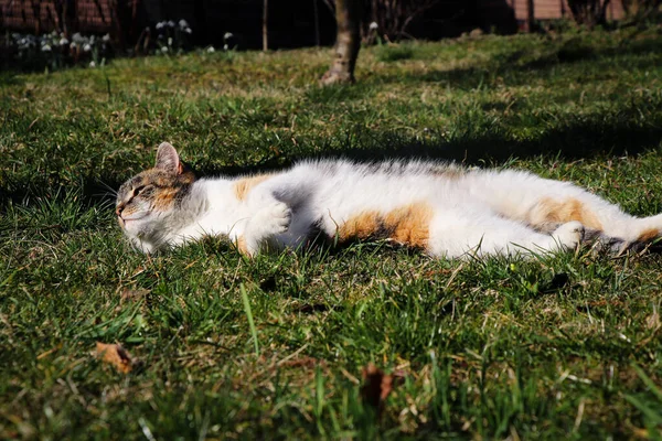 Katt Med Gröna Ögon Ligger Ryggen Och Rengör Pälsen Med — Stockfoto