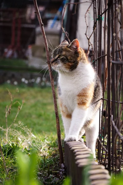 Kolorowy Kot Chodzi Wokół Plastikowego Ogrodzenia Rozgląda Się Majestatycznie Feline — Zdjęcie stockowe