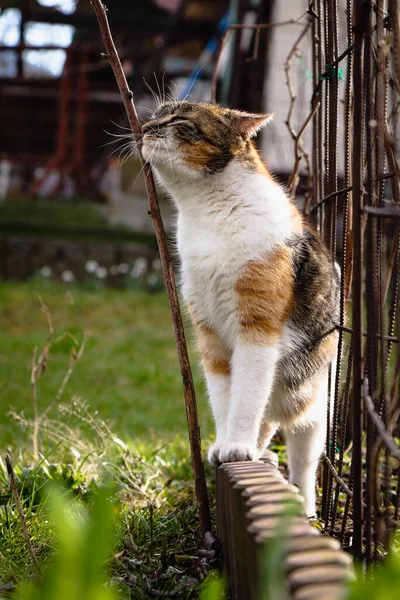 Przytulny Kot Zadrapał Gałązkę Sadzie Felis Catus Domesticus Czerpie Przyjemność — Zdjęcie stockowe