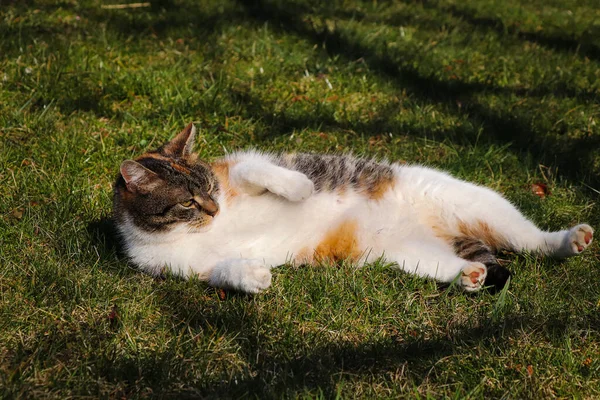 Chat Repose Sur Côté Bénéficie Vue Sur Jardin Défend Son — Photo