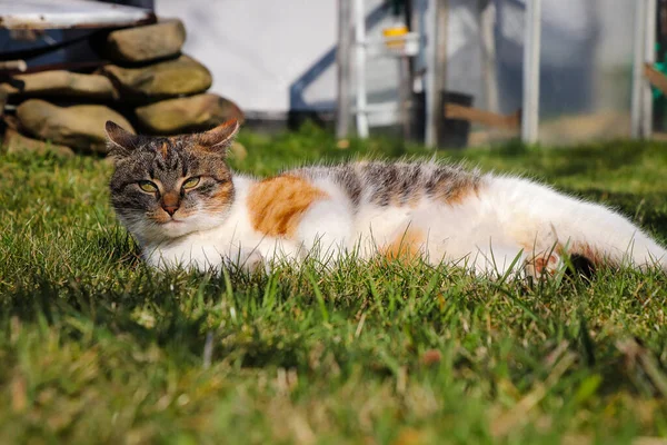 Taken Look Domestic Cat Which Has Stretched Out Heated Grass — Stock Photo, Image