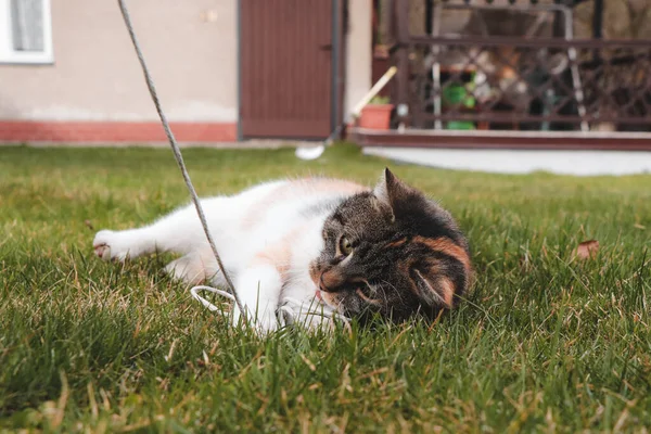 和一只四条腿的宠物玩的游戏 家猫用绳子玩耍 一只猫在玩一种求生游戏 捷克猫仰卧在地上咬了一口绳子 — 图库照片