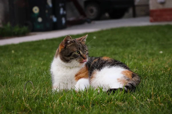 Nasz Mały Kociak Leży Przyjemnej Trawie Cieniu Obserwując Czy Ktoś — Zdjęcie stockowe