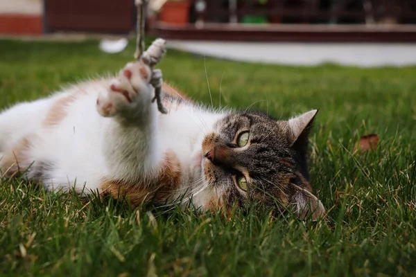 疲惫的猫仰卧在草地上 咬着一条绳子在嘴里玩耍 Felis Catus Domesticus爱上了她在垃圾堆里找到的一根旧绳子 — 图库照片