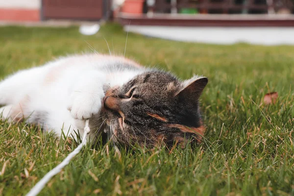 고양이는 장난감처럼 가지고 놀이를 고양이는 온몸에 씹는다 고양이는 정원에 Catus — 스톡 사진