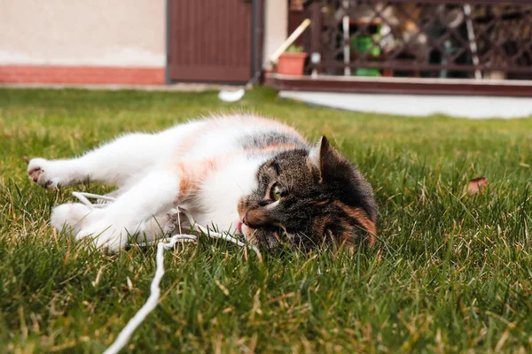 tired cat lies on its back in the grass and chews a string in its mouth and plays with it. Felis catus domesticus fell in love with an old string she found somewhere in a dump.