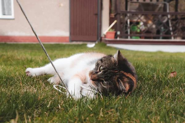 Jogos Com Animal Estimação Quatro Patas Gato Doméstico Brincando Com — Fotografia de Stock