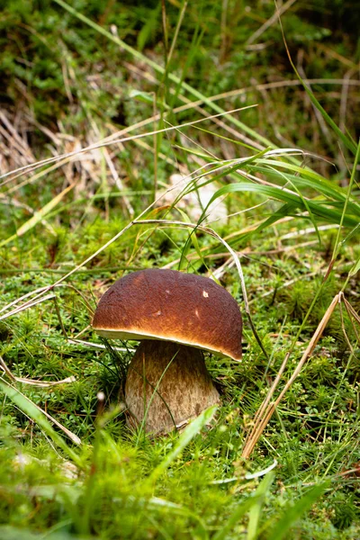 Die Schöne Bronzebolete Versteckt Sich Unter Grasrasen Inmitten Einer Waldwiese — Stockfoto