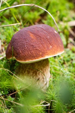 Güzel sakin hayat beklenmedik bir hazineyi saklıyor. Boletus edulis karanlık dünyada yolunu buldu. Çimlerin altında ve iğnelerin arasında gizlendi. Çek ortamı.