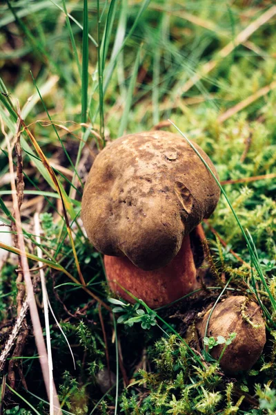 Πολύ Σπάνια Είδη Μανιταριών Bolete Boletus Aereus Κρυμμένο Στο Βρεγμένο — Φωτογραφία Αρχείου