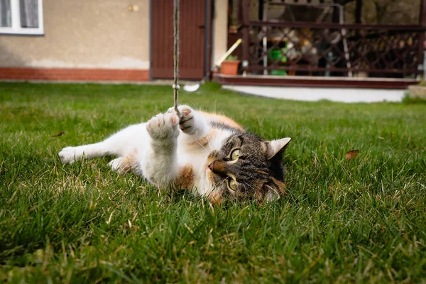 Nette Katze Liegt Gras Und Spielt Mit Einer Schnur Die — Stockfoto