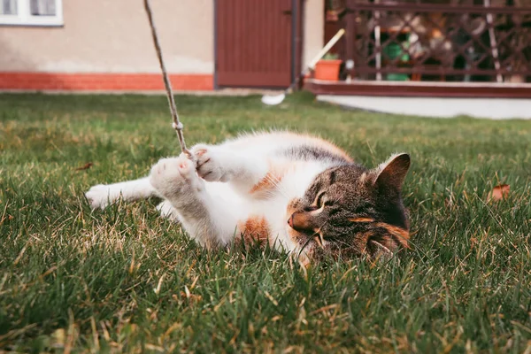 Söt Katt Ligger Gräset Och Leker Med Ett Snöre Som — Stockfoto
