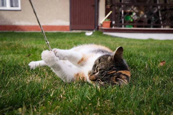 Pequeño Gato Juega Incansablemente Con Cuerda Con Sus Garras Felis —  Fotos de Stock