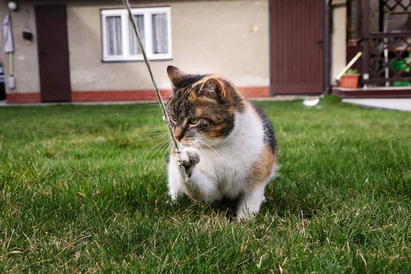 Ciągnąć Kota Mały Sznurek Kot Trzyma Wszy Siłą Zamyka Pazury — Zdjęcie stockowe