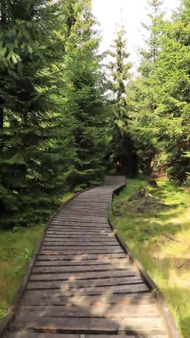 Camine Través Bosque Pinos Largo Una Hermosa Pasarela Madera Cerca — Vídeo de stock