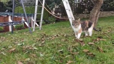 Renkli bir kediyle bahçede dolaşmak ve sonbaharda tüm güzelliğini ve vahşetini göstermek. Felis catus domesticus Czech bahçesinde