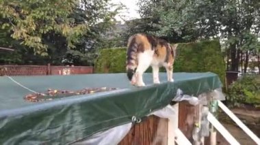 Şirin kedi havuzun kenarında yürüyor ve böcek avlıyor. Sinir bozucu böceklere komik bir saldırı. Felis catus domesticus kraliçe gibi görünüyor.