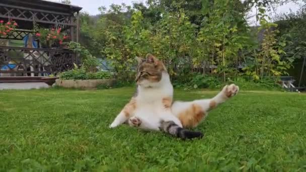 Barevná Kočka Sedí Nepřirozené Poloze Trávě Čistí Kožich Protahuješ Zadní — Stock video