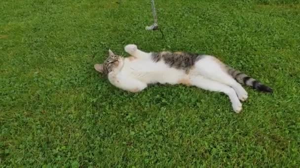 Felis Catus Domesticus Bir Iple Oynuyor Renkli Kedi Çimenlerde Yatar — Stok video