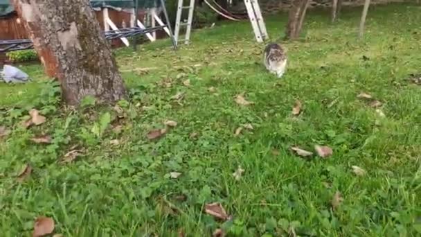 Spelen Met Een Jong Katje Tuin Feline Probeert Het Touw — Stockvideo