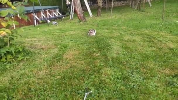 Bahçede Yavru Bir Kediyle Oynuyordu Kedi Çime Çizilen Ipi Yakalamaya — Stok video