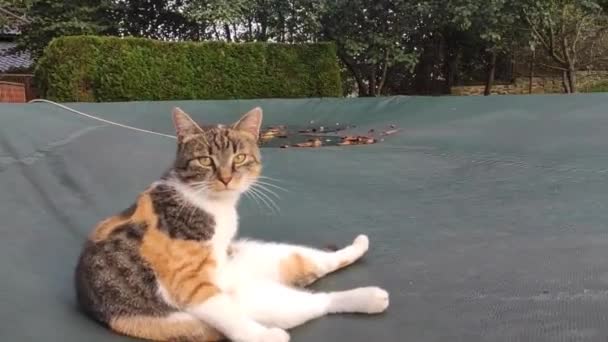 Colorful Feline Sits Pool Breakneck Position Stares Camera Felis Catus — Stock Video