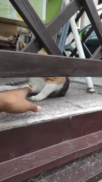 Jucându Băieţel Care Supărat Plecat Felina Ofensată Pleacă Felis Catus — Videoclip de stoc