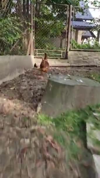 Genç Tavuk Yırtıcısından Kaçıyor Korkudan Kirlenmiş Gallus Gallus Domesticus Avcıdan — Stok video