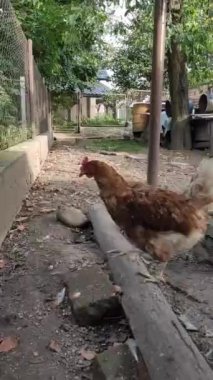 Tavuk kümesinde korkmuş genç tavukları avlamak. Aptal tavuk her hareketinden kaçıyor.