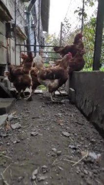 Dar ve çıkmaz sokakta biriken genç tavukların korkusu. Geri dönüş yok. Kahverengi Gallus korkunç sesler çıkarıyor.