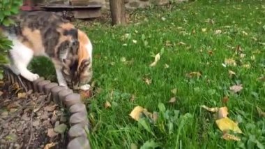 Çalıların arkasında saklanan genç bir kedi yavrusu. Kedi bahçede yuhh diye bağırıyor. Bir saniyede büyük bir korku ve korku.