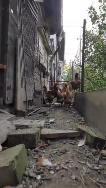 Miedo Las Gallinas Jóvenes Que Han Acumulado Estrecho Sin Salida — Vídeo de stock