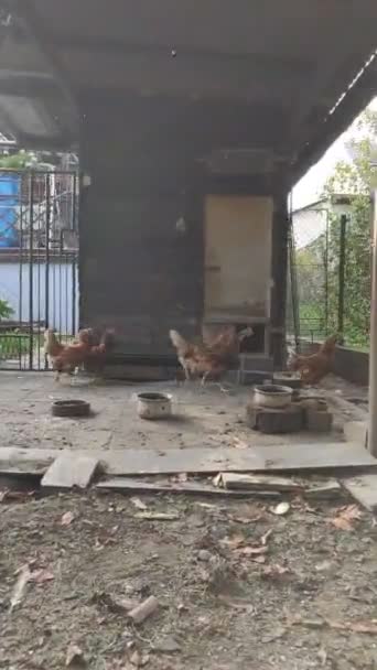 Persiguiendo Gallinas Marrones Callejón Sin Salida Para Mejor Agarre Uno — Vídeos de Stock