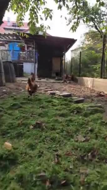 Ayam Muda Melarikan Diri Dari Pemangsanya Gallus Gallus Domesticus Kotor — Stok Video