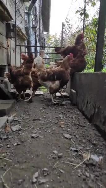 害怕那些堆积在狭窄而死胡同里的年轻母鸡 没有回头路了 加鲁斯 加鲁斯发出可怕的声音 — 图库视频影像