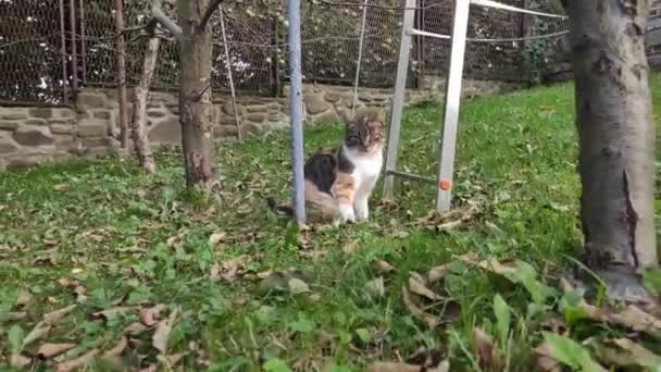 Felis Catus Domesticus Reinigt Zijn Vuile Bontjas Met Zijn Tong — Stockvideo