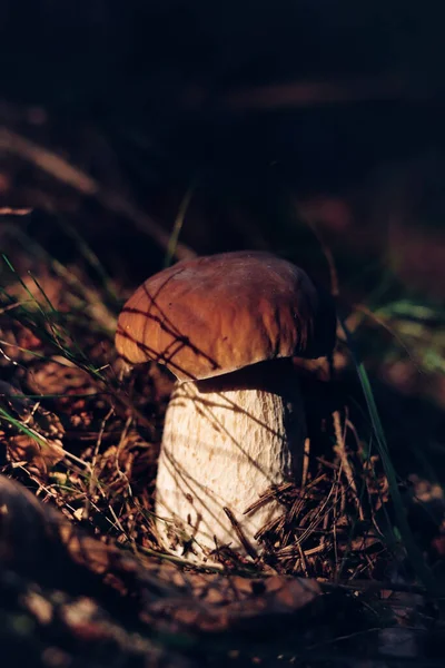 Vackra Boletus Edulis Ligger Inbäddad Bland Barren Nära Granarna Penny — Stockfoto