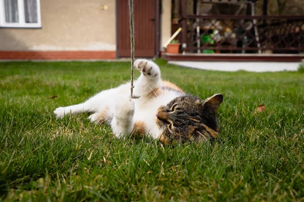 고양이는 누워서 것이다 옷감을 놀기도 게임의 즐거움이지 Felis Catus Domesticus — 스톡 사진