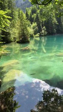 İsviçre 'deki kristal berraklığında Blausee Gölü, suyun o kadar şeffaf ki aşağıda yüzen balıkları görebilirsiniz. Saf dağlık doğa, huzurlu atmosfer ve çarpıcı doğal güzellik. Kandergrund 