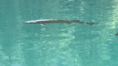 İsviçre 'deki kristal berraklığında Blausee Gölü, suyun o kadar şeffaf ki aşağıda yüzen balıkları görebilirsiniz. Saf dağlık doğa, huzurlu atmosfer ve çarpıcı doğal güzellik. Kandergrund 