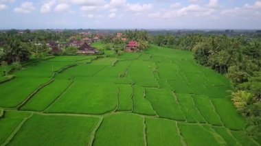 Terastaki yeşil pirinç tarlası, Tegallalang köyü yakınlarındaki güzel pirinç terasları, Ubud, Bali, Endonezya. Pirinç tarlalarının havadan görünüşü, Bali 'deki yemyeşil çeltik pirinç tarlası. 