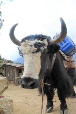 Yak Everest 'e erzak taşıyor.