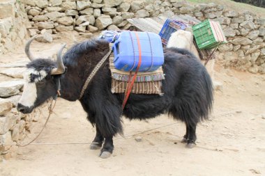 Yak Everest 'e erzak taşıyor.