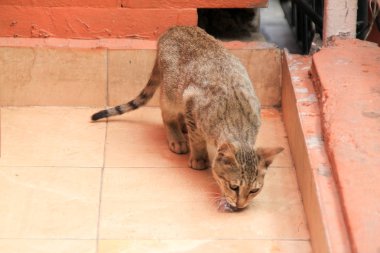 Kathmandu Nepal 'de kedi atıştırıyor.