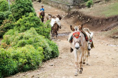 Yak Everest 'e erzak taşıyor.