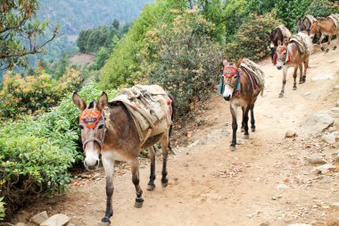Yak Everest 'e erzak taşıyor.