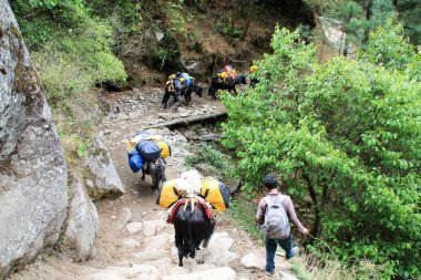 Nepal 'deki Everest Temel Alanı' ndan çekilmiş.